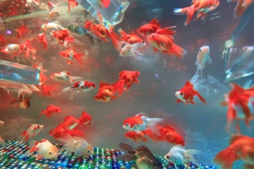 Medium red white fantail - medium,