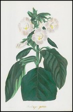 1834-1849 SINNINGIA GUTTATA Gloxinia Paxton Botanical (PB275)