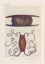 1907 SKATE & DOGFISH EGGS