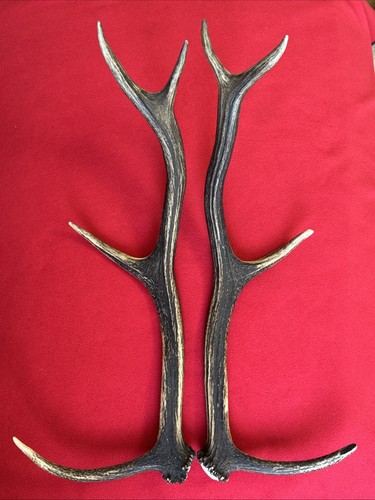 Pair red deer antlers 734g - of,