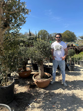 6ft Gnarled Olive Tree (Olea