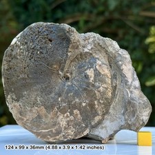 4" Gleviceras Golden Pyrite Ammonite Fossil Jurassic Coast Lyme Regis Dorset UK