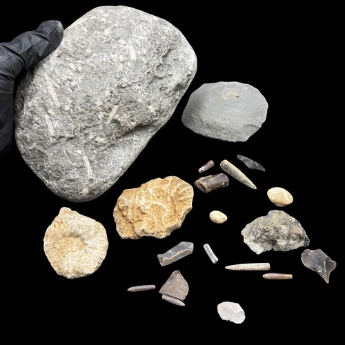 1kg british jurassic fossil - 1kg,