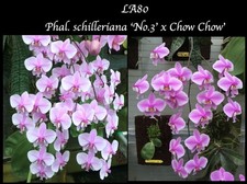 FRAGRANT Phalaenopsis schilleriana ‘No.3’ x ‘Chow Chow’  stunning orchid species