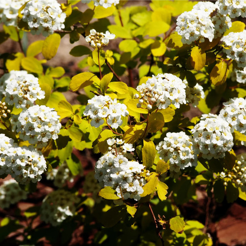 Spiraea gold fountain mass - gold,