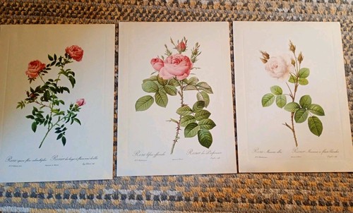 Pierre joseph redoute - rare, 3