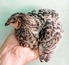 coturnix pansy quail eggs 12