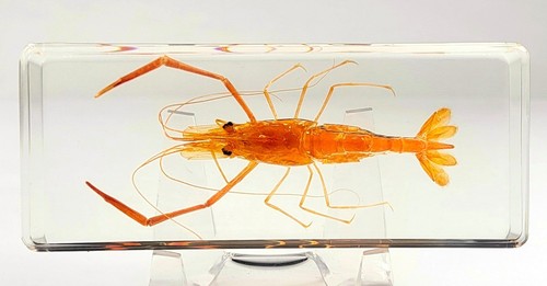 Large real river shrimp - large,