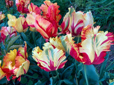 Giant Petal Tulip Bulb Parrot