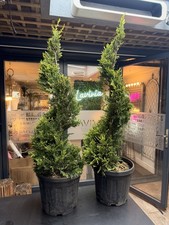 🌿 Spiral Conifer –