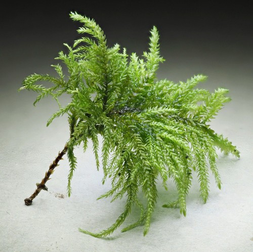 Tree moss thamnobryum - tree,