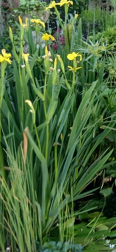 Yellow water iris bare - yellow,