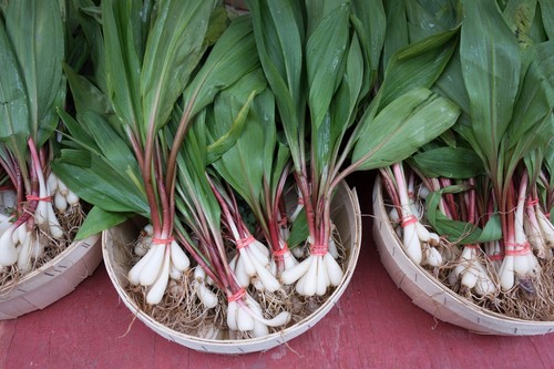 Seeds ramp wild leek - 20,