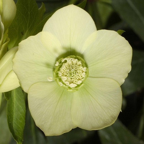 Helleborus hellebore - helleborus,