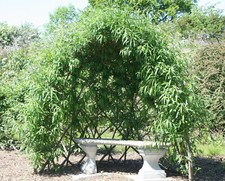 Willow whips domes - willow, tunnels
