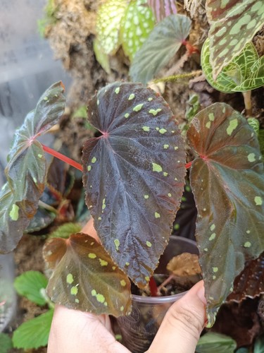 Rare begonia sumatra - rare,