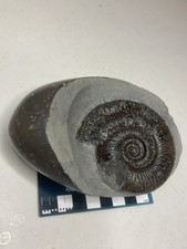 Dactylioceras semicelatum