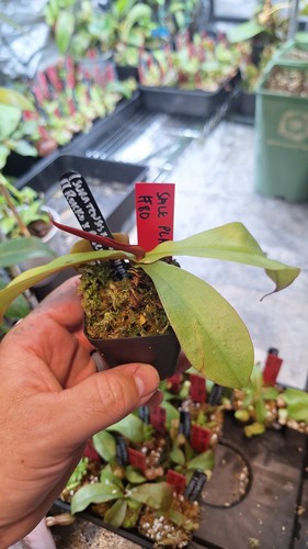 Nepenthes suratensis x - nepenthes,