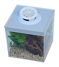 Praying mantis, Stick