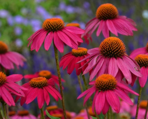 Echinacea purpurea powwow - echinacea,