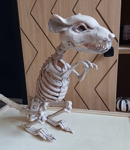 Spooky skeleton skull - skull, rat