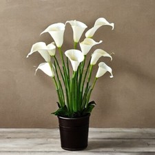 Calla Lily Zantedeschia Tropical House Plant Seeds - 6 Rare Houseplant Seeds
