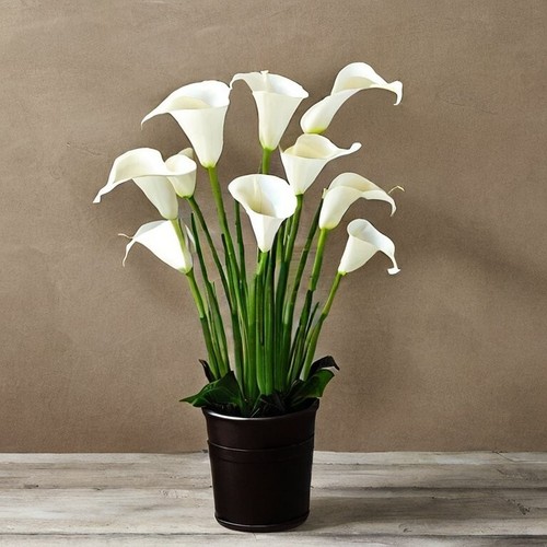 Calla lily zantedeschia - calla,