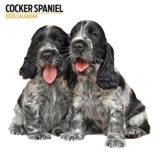 Cocker Spaniel 2026 Modern
