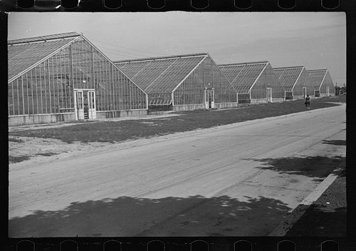 Photo greenhouse row 1930s - photo:greenhouse,