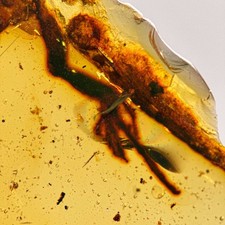 Burmese Amber Fossil: Lizard
