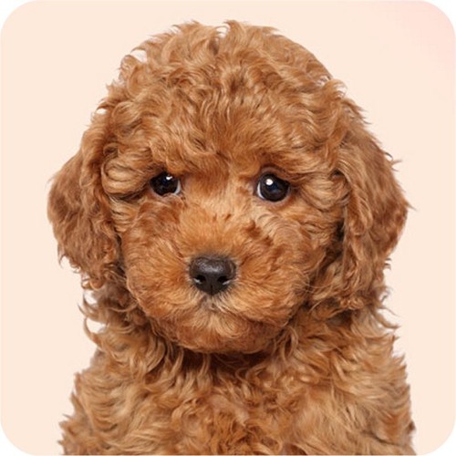 Pack miniature poodle dog - poodle,