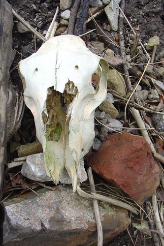 Sheep skull a4 signed - skull,