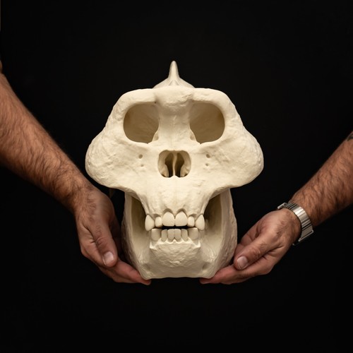 Gigantopithecus skull replica - skull,