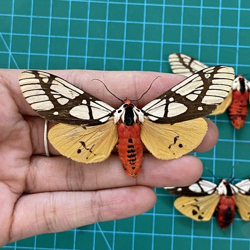 Real tiger moth - 4, pcs