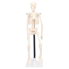 _Human Skeleton Model 42cm