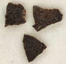 Hadrosaur Egg Shell Fossils