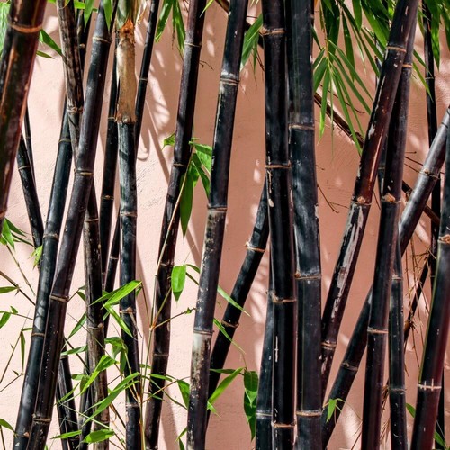 Black bamboo plant - bamboo, glossy
