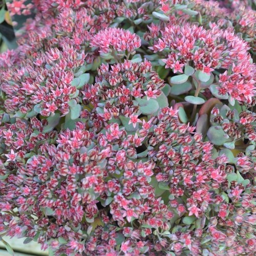 Sedum rose carpet - 4x,