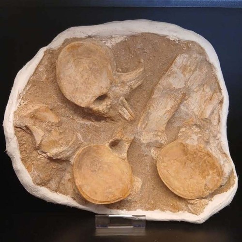 Plesiosaur fossil vertebrae - fossil,
