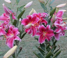 POTTED 1 LITRE STARGAZER ORIENTAL LILY BULBS RED/WHITE FRAGRANT GARDEN PERENNIAL