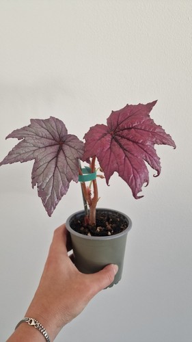 Begonia candy queen - candy, think?)