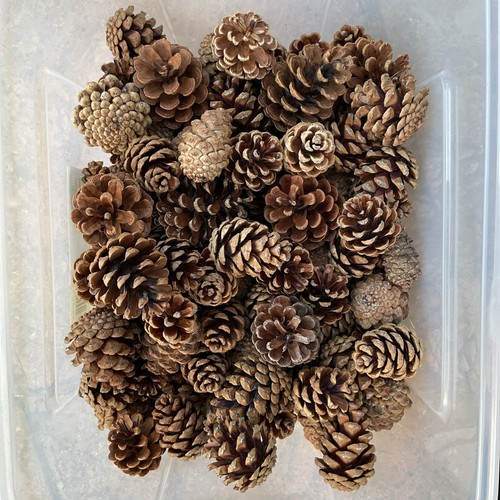 150 pcs natural fir pine - natural,