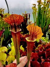 Sarracenia True Blood x Leah Seed Grown Hybrid