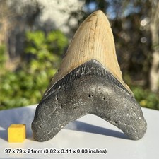 Authentic carcharodon megalodon fossil shark tooth - miocene era | florida, usa