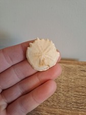 Fossil Sand Dollar -