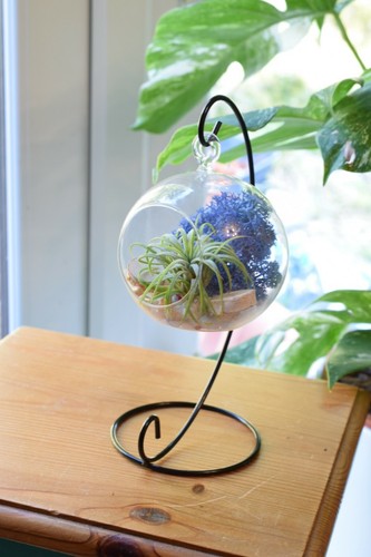 Air plant stand - hanging, glass