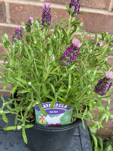 Lavender kew red - kew, 3l