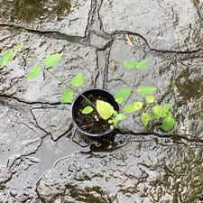 Himalayan Honeysuckle Leycesteria formosa Well Rooted   Plant