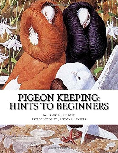 Pigeon keeping hints to - pigeon,