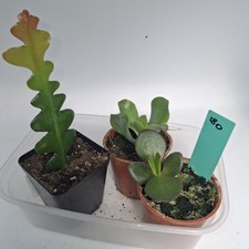 Succulent Plant Bundle